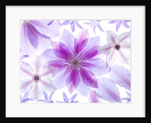 Clematis flowers by Assaf Frank